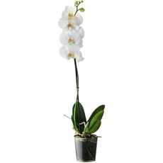 FLEURS Orchidée blanche 1 branche 1 pièce