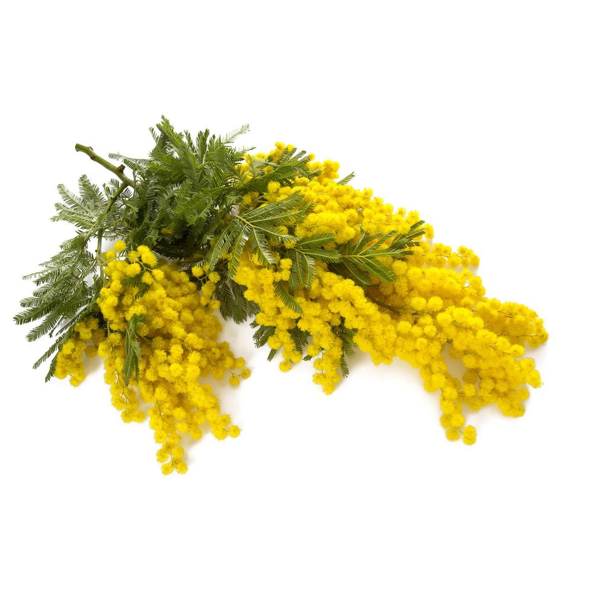 FLEURS Bouquet de mimosa 150g