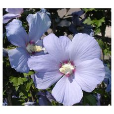 Hibiscus Syriacus En Mix  (Bleu, Rose, Rouge) Pot 35L Haut. 120/140cm