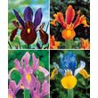 Willemse Iris de Hollande colorés en mélange - Le paquet de 40 bulbes (circonférence 6/7 cm). - Willemse