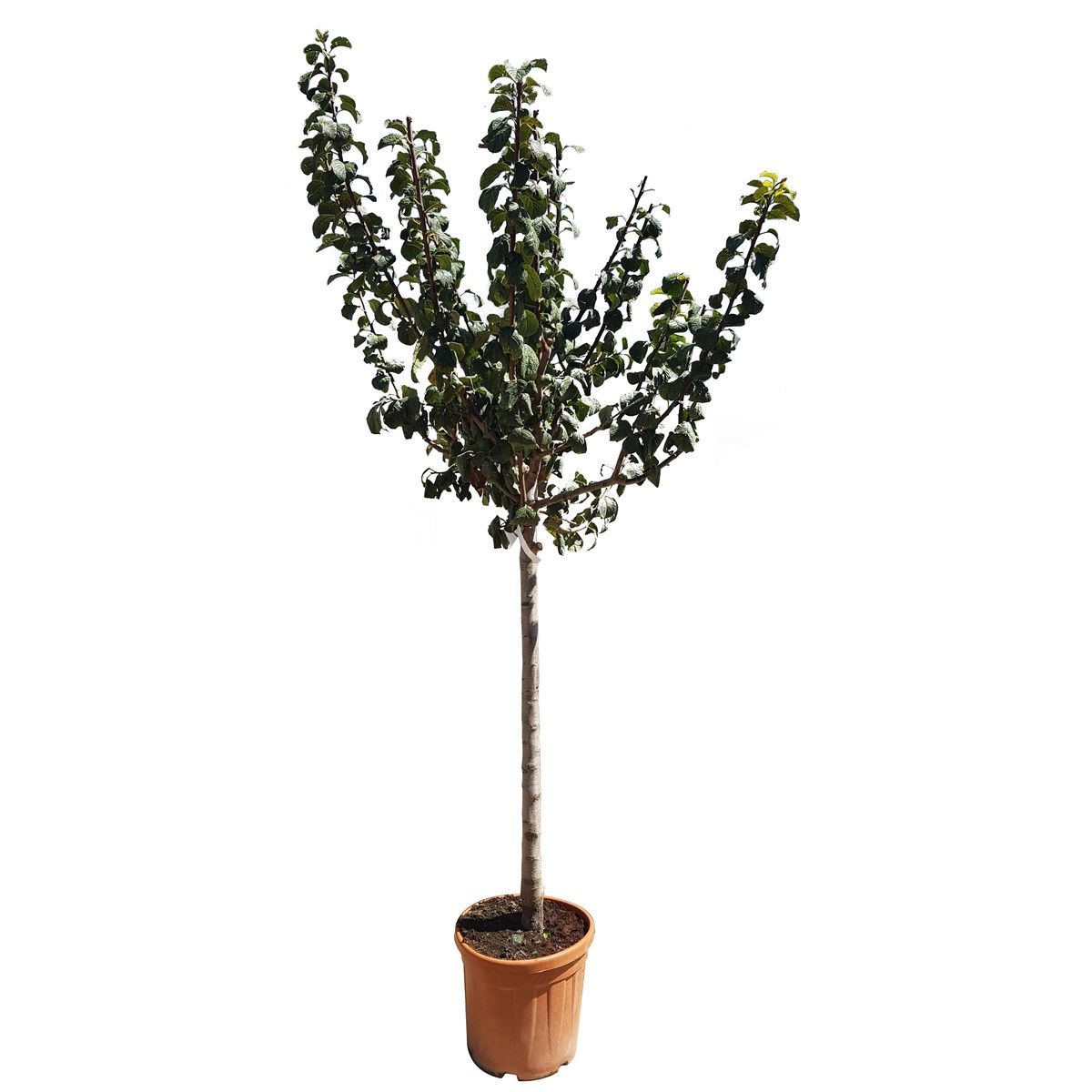 Prunier Mirabelle De Nancy Pot 25L 1/2 Tige 12/14 Haut. 130/150cm pas ...