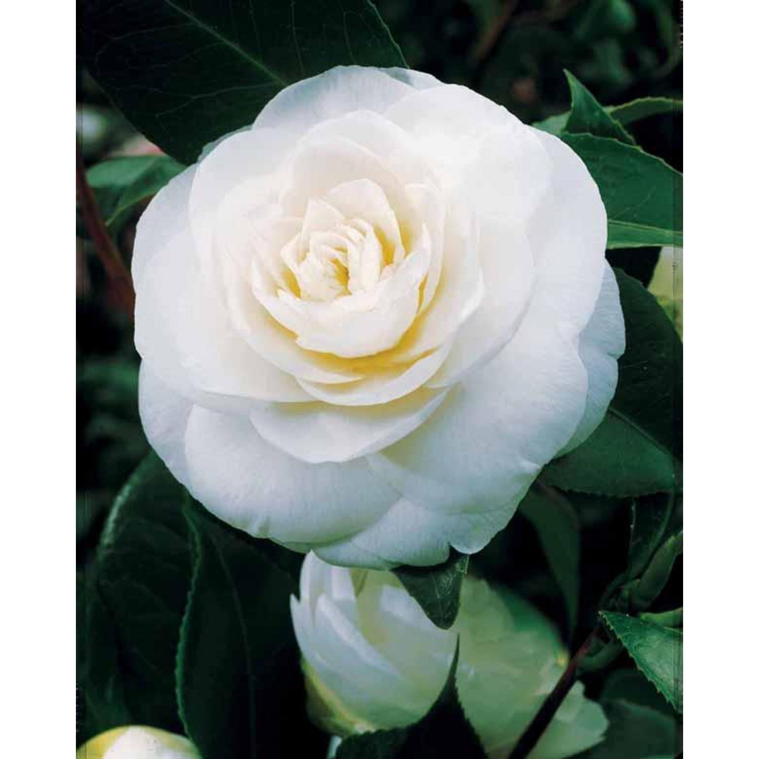 Willemse Camélia du Japon à fleurs doubles blanche pas cher à prix Auchan