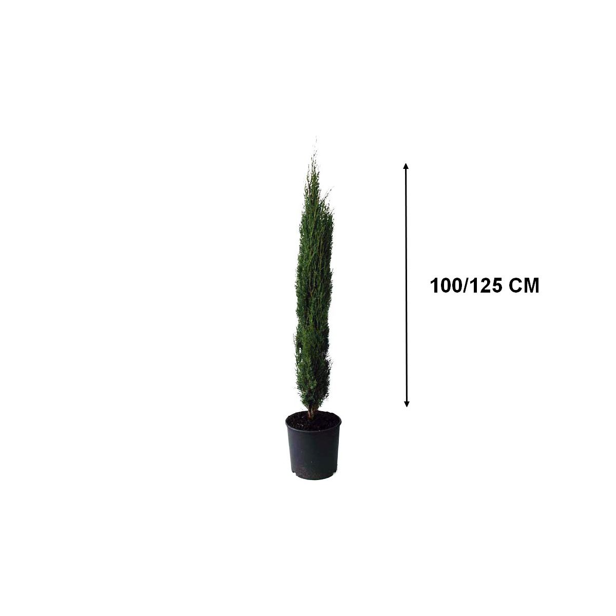 Peut On Couper La Tete D un Cypres De Provence Cyprès de Provence totem pas cher - Auchan.fr