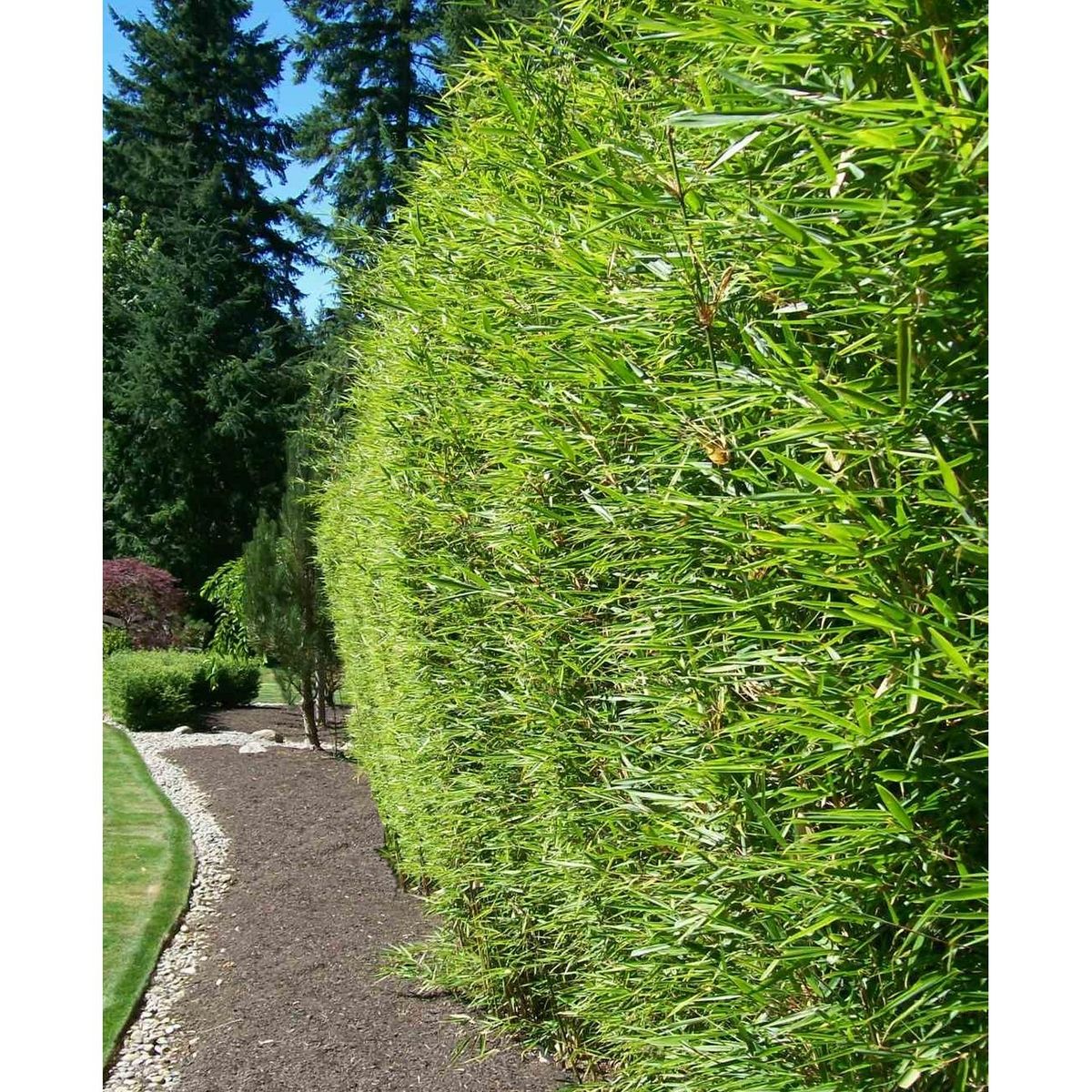 Lot de 3 Phyllostachys Aurea - Bambou doré