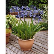 3 Agapanthes bleues