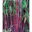 Willemse Bambou à cannes Rouges - La pièce en pot de 1,5 l. Hauteur livrée 40 cm. - Willemse