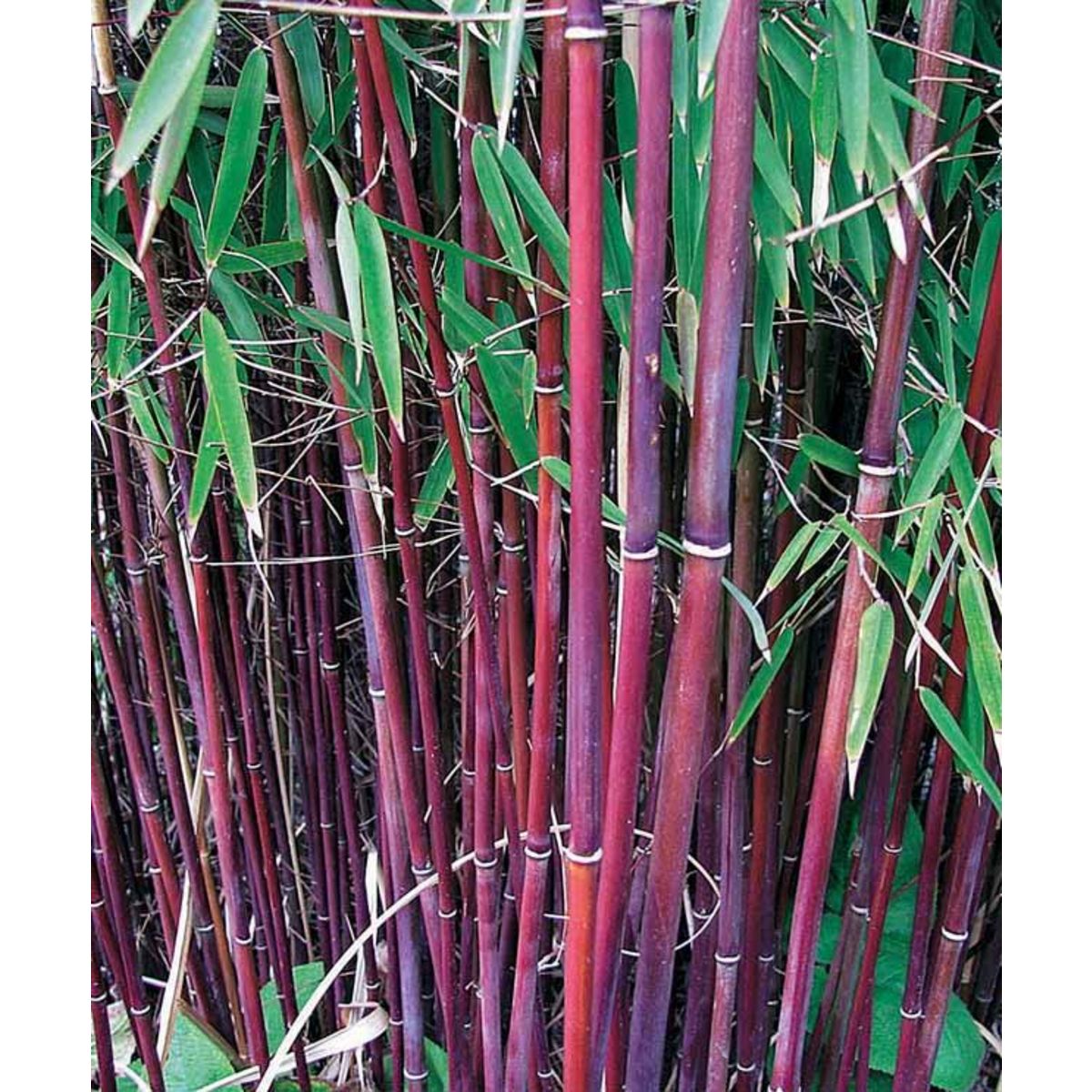  Bambou à cannes Rouges - La pièce en pot de 1,5 l. Hauteur livrée 40 cm. - Willemse