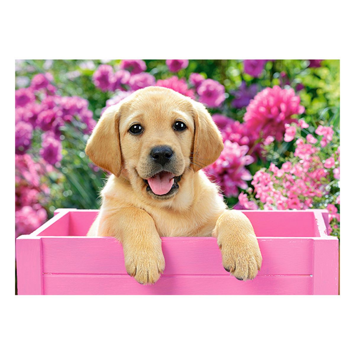 Castorland Puzzle 300 pièces : Labrador dans une boîte rose