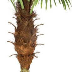 Plante Artificielle Déco  Palmier  180cm Vert