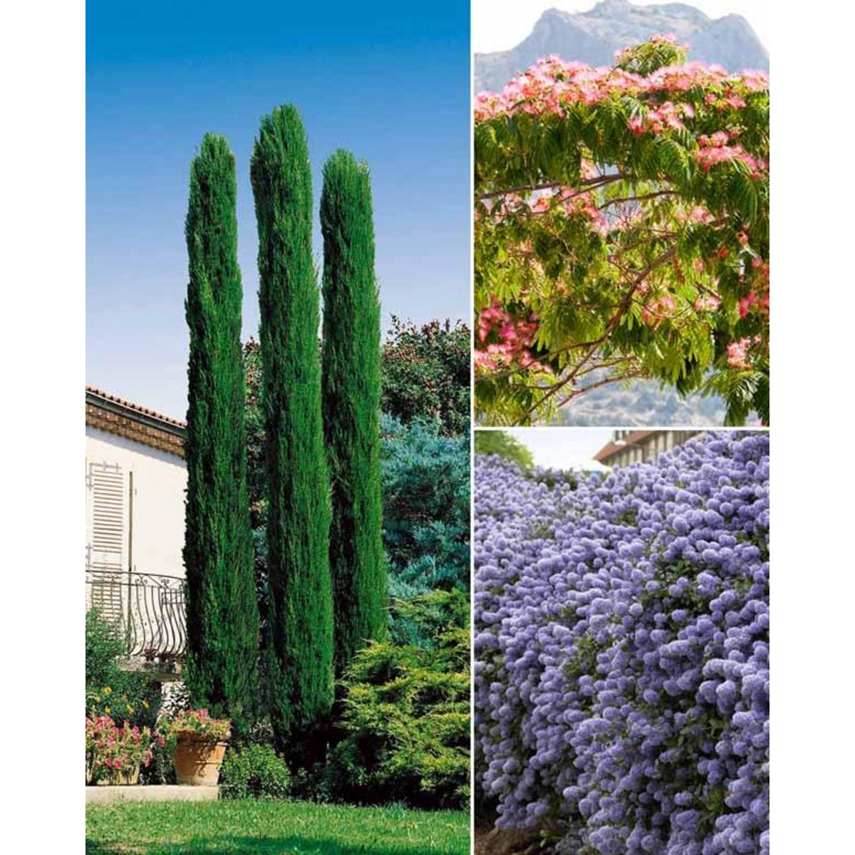 Willemse Le Piege à éviter à Tout Prix Willemse Collection d'arbustes : cyprès, céanothe, albizia pas cher -  Auchan.fr