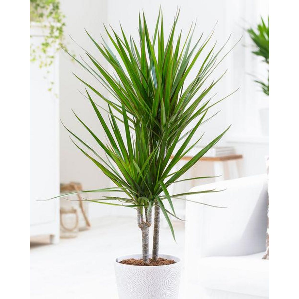 Dracaena marginata - Le pot de 17 cm 80/85. - Willemse