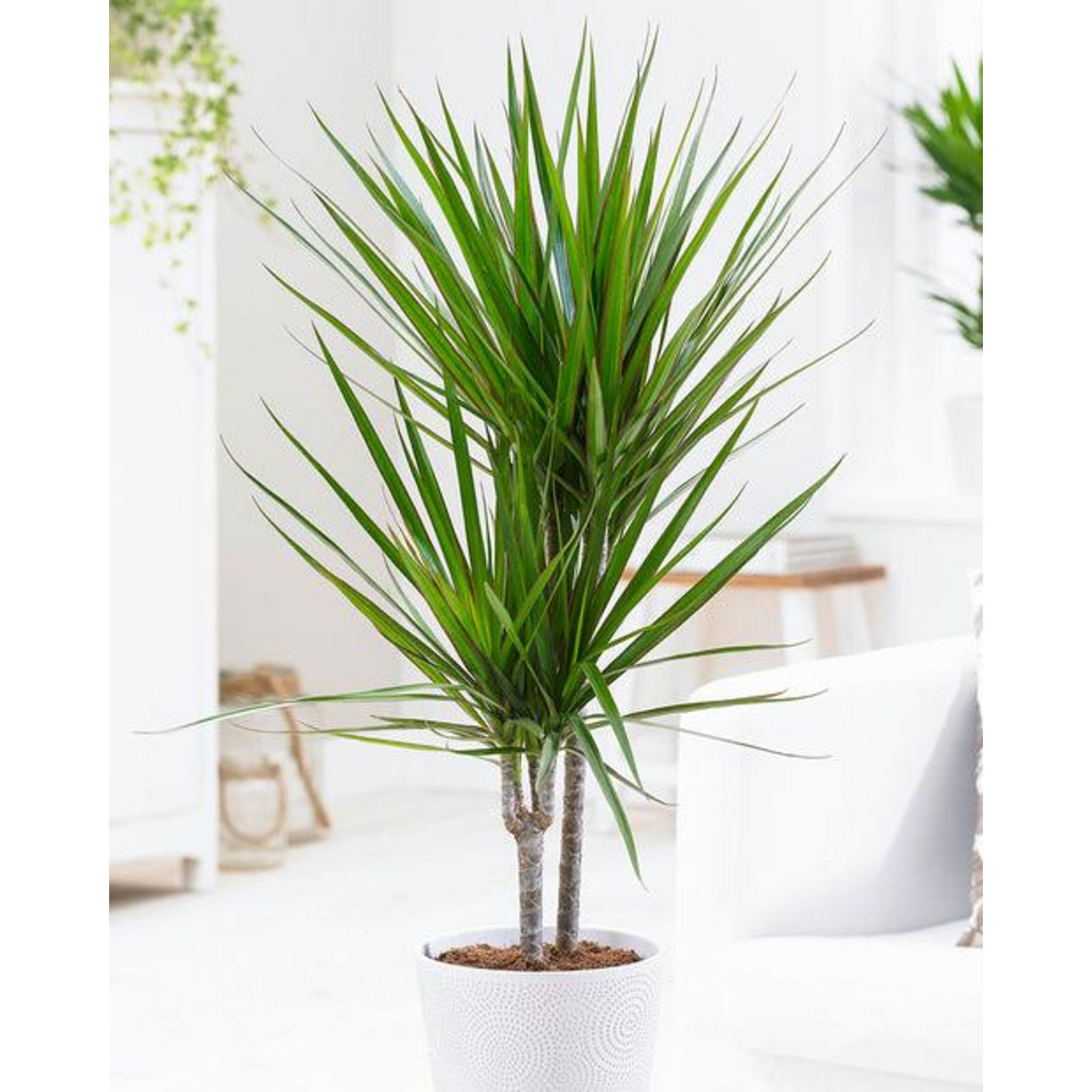 Dracaena Santa Rosa 21 cm pot achats avantageux sur