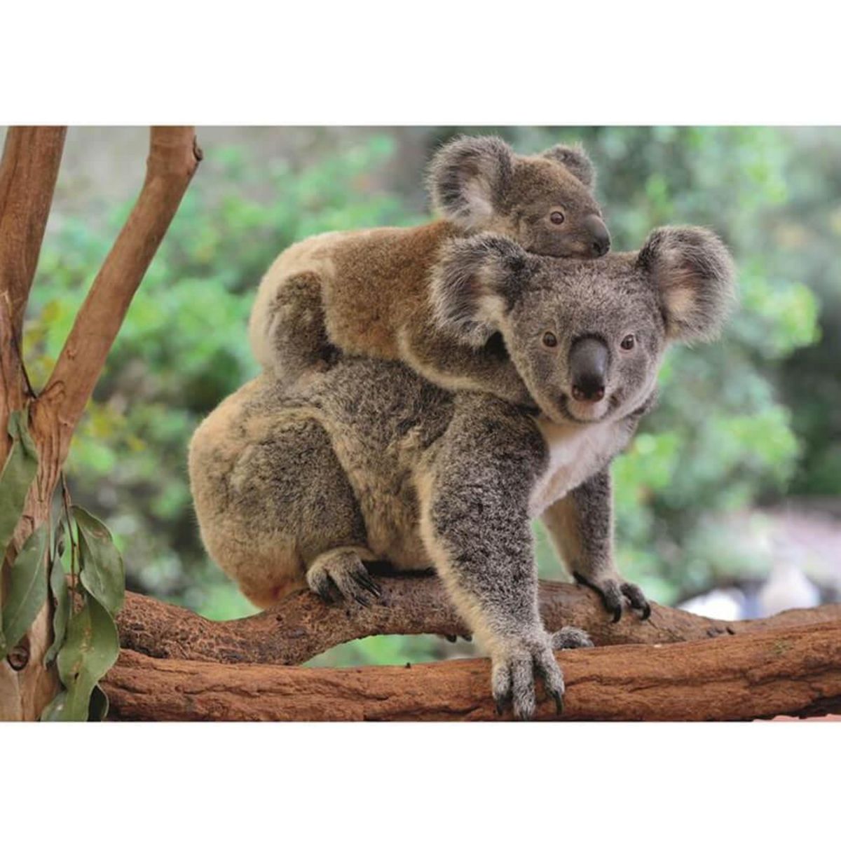 DINO Puzzle 300 pièces XL : Koala avec son petit - XL pas cher 