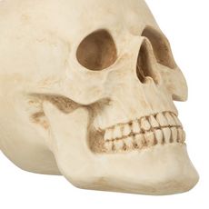 Crâne résine beige large