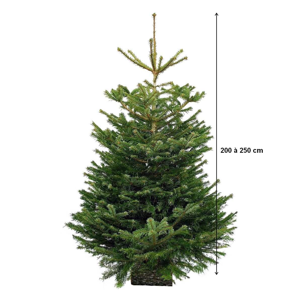 Sapin de Noël Nordmann coupé 200 à 250 cm pas cher - Auchan.fr