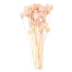 Cardères japonais séchés rose - 70 cm