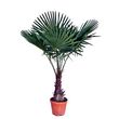 Palmier de Chine - Chamaerops Excelsa - Pot 15L