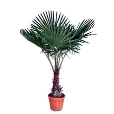 Palmier de Chine - Chamaerops Excelsa - Pot 15L