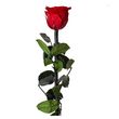 Fleur Artificielle  Rose sur Tige  30cm Vert & Rouge